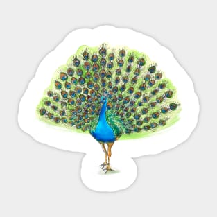 Peacock Fan Sticker